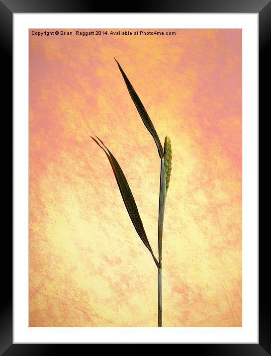  Grass still life Framed Mounted Print by Brian  Raggatt