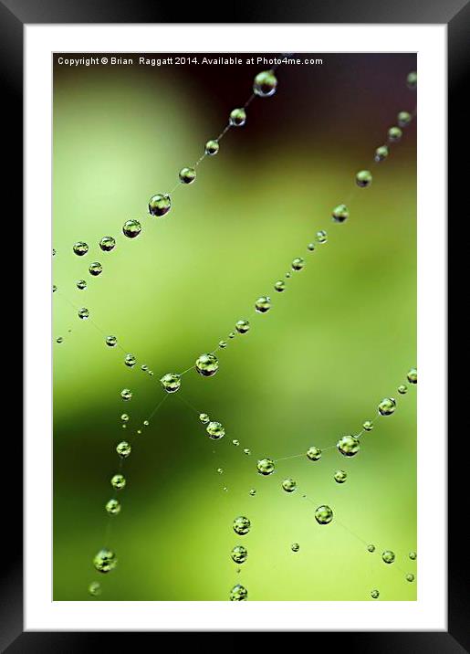  Web Wonder Framed Mounted Print by Brian  Raggatt