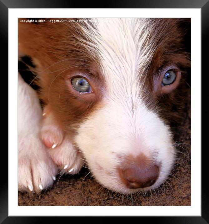 Border Collie Tan and White pup  Framed Mounted Print by Brian  Raggatt