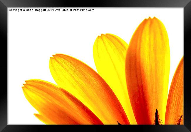  Yellow daisy Petals Macro Framed Print by Brian  Raggatt