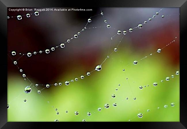  Wonder Web Droplets Framed Print by Brian  Raggatt