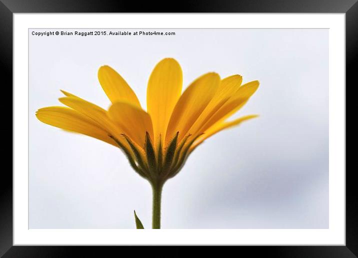  Yellow Daisy Flower Framed Mounted Print by Brian  Raggatt