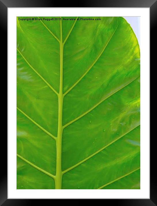  Tropical Leaf Abstract Framed Mounted Print by Brian  Raggatt