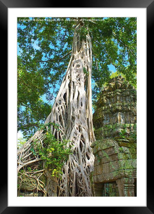  Banyan Tree Angkor Framed Mounted Print by Brian  Raggatt