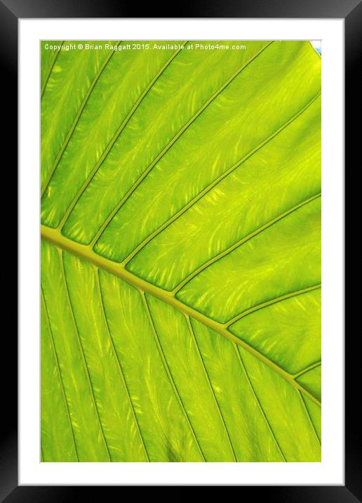  Tropical Leaf Vein Abstract Framed Mounted Print by Brian  Raggatt