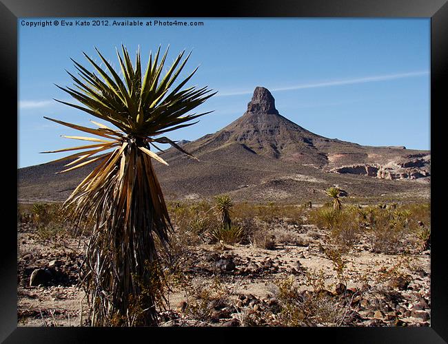 Cactus in the Desert Framed Print by Eva Kato