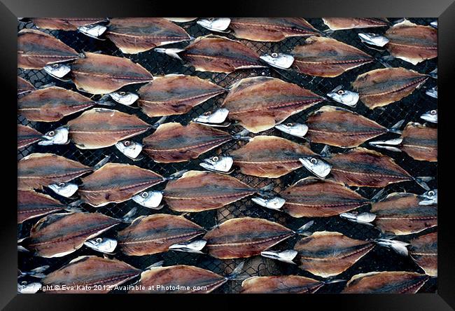 Sardines on Rack Framed Print by Eva Kato