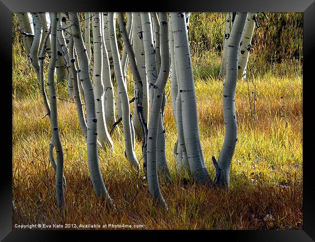 Aspens in Autumn Sun Framed Print by Eva Kato