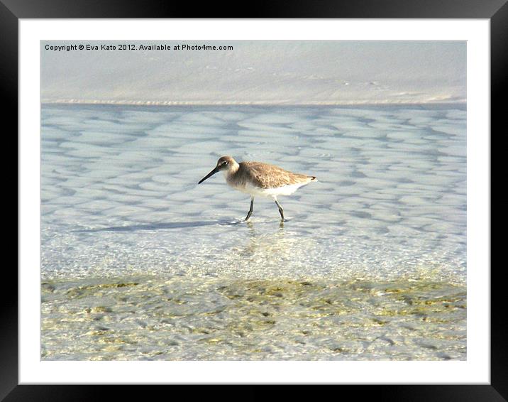 Bird on Beach Framed Mounted Print by Eva Kato