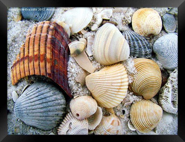 Sea Shells on Beach Framed Print by Eva Kato
