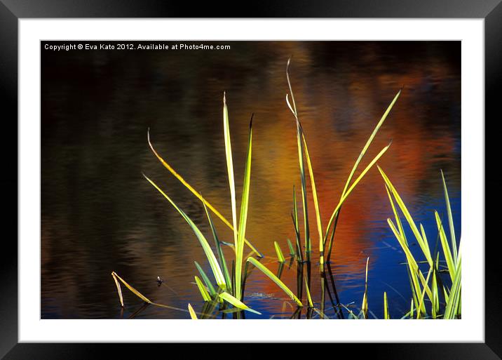 Reeds in Fall Framed Mounted Print by Eva Kato