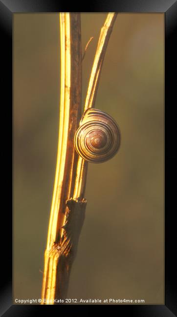Snail on Twig Framed Print by Eva Kato