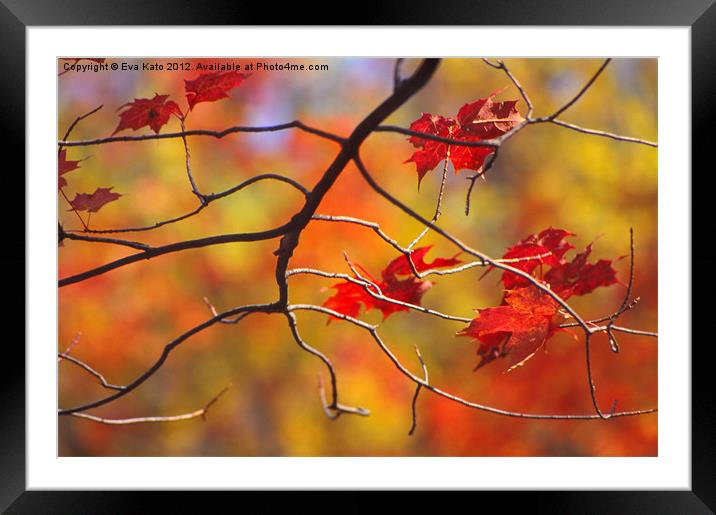 The Glory of Fall Framed Mounted Print by Eva Kato