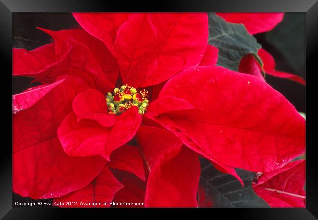 Perfect Red Poinsetia Framed Print by Eva Kato