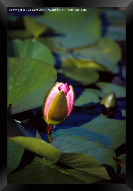 Pink Water Lily Bud Framed Print by Eva Kato