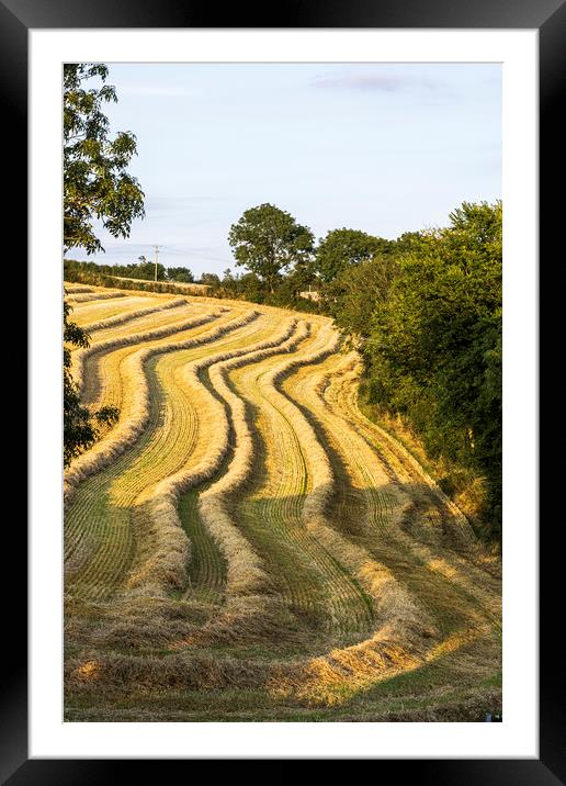 Golden harvest 1 Framed Mounted Print by Phil Crean