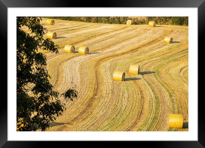 Rolled bales of straw, Ireland Framed Mounted Print by Phil Crean