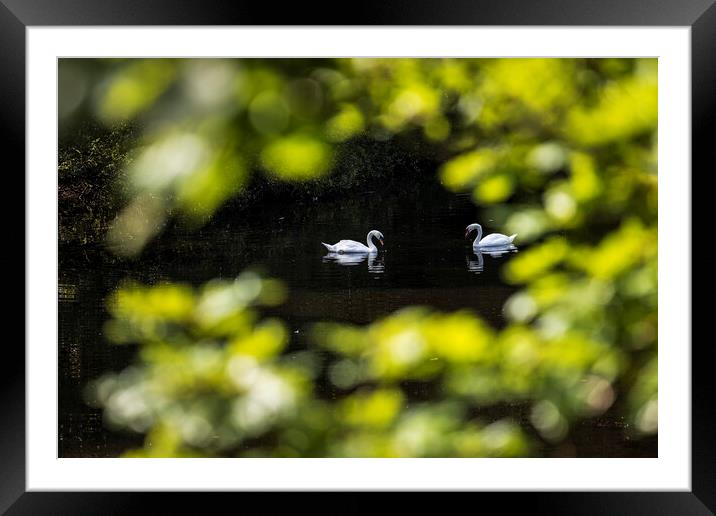 Pair of swans Framed Mounted Print by Phil Crean