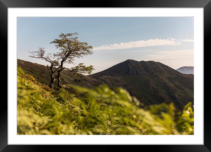 Lone tree Shropshire Hills Framed Mounted Print by Phil Crean