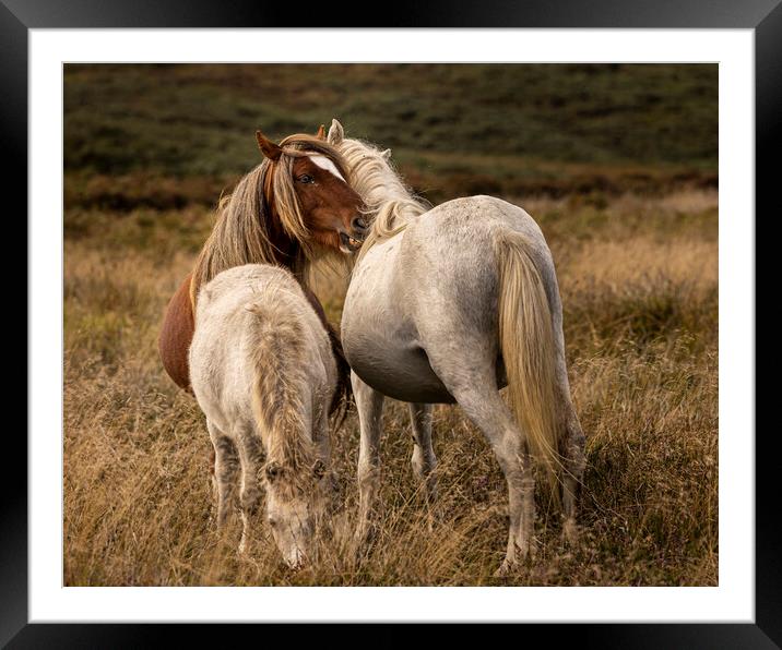 Intimate moment as horses nuzzle Shropshire Framed Mounted Print by Phil Crean