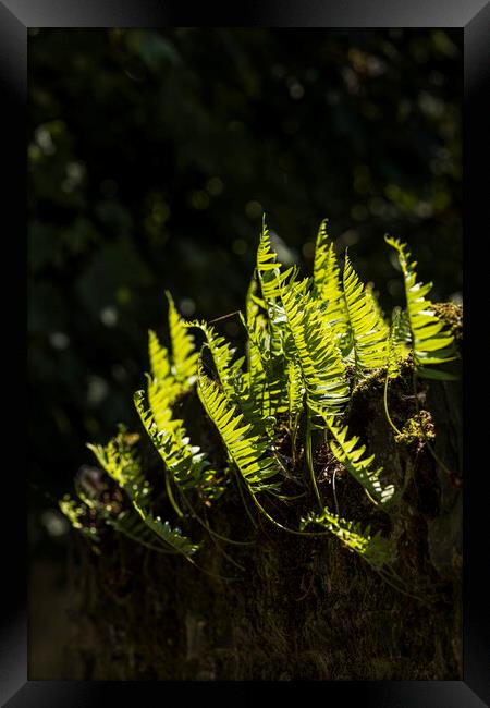 Backlit fern leaves Framed Print by Phil Crean