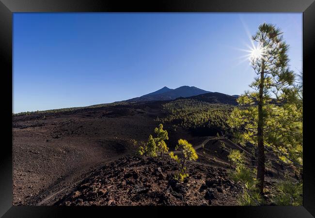 Sunburst through Canarian pine and mount Teide Framed Print by Phil Crean