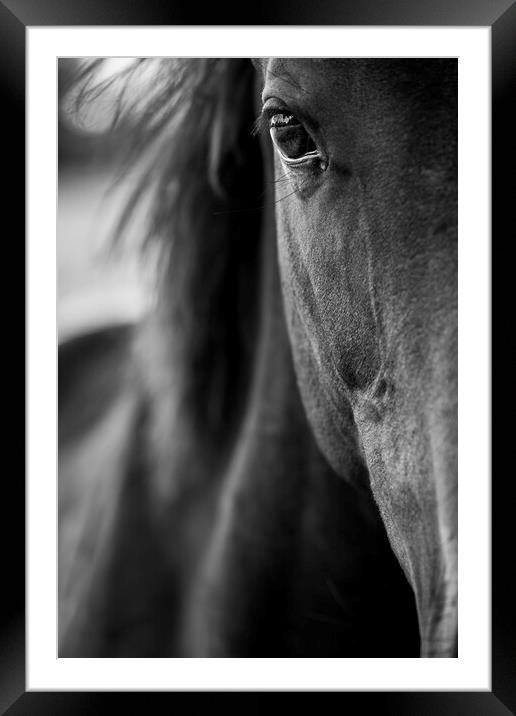 Horses eye close up Framed Mounted Print by Phil Crean
