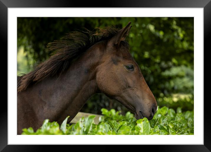 Horse head in profile Framed Mounted Print by Phil Crean