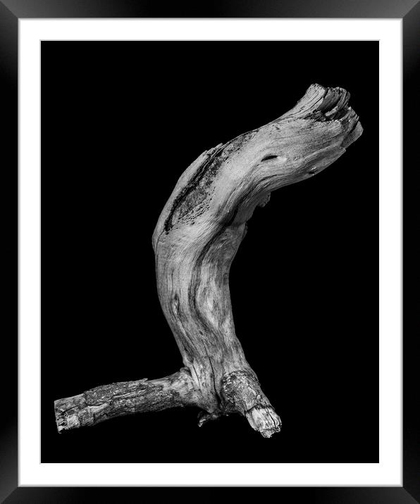 Vine branch cutting Framed Mounted Print by Phil Crean