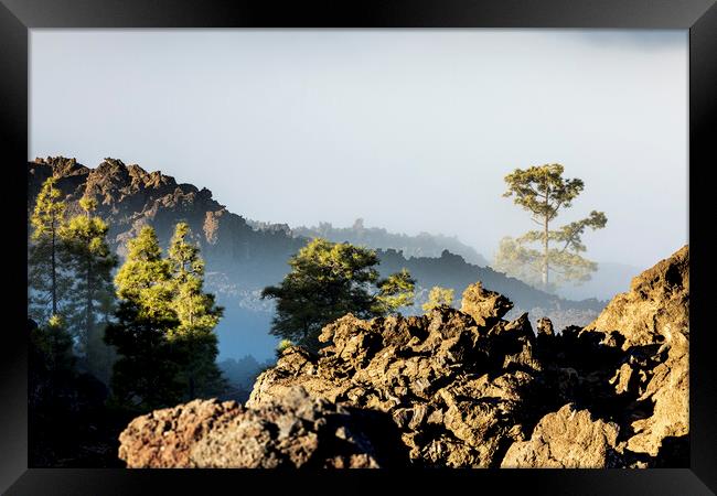 Pines and volcanic landscape in the mist Tenerife Framed Print by Phil Crean