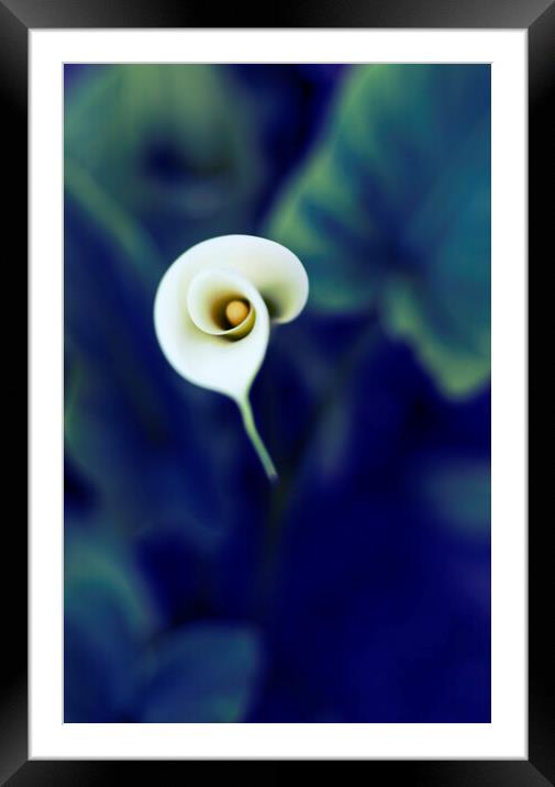 Cala lily Framed Mounted Print by Phil Crean