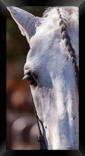 A close up of a horse that is looking at the camera Framed Print by Phil Crean