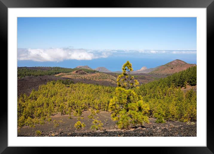 Pine forest Tenerife Framed Mounted Print by Phil Crean