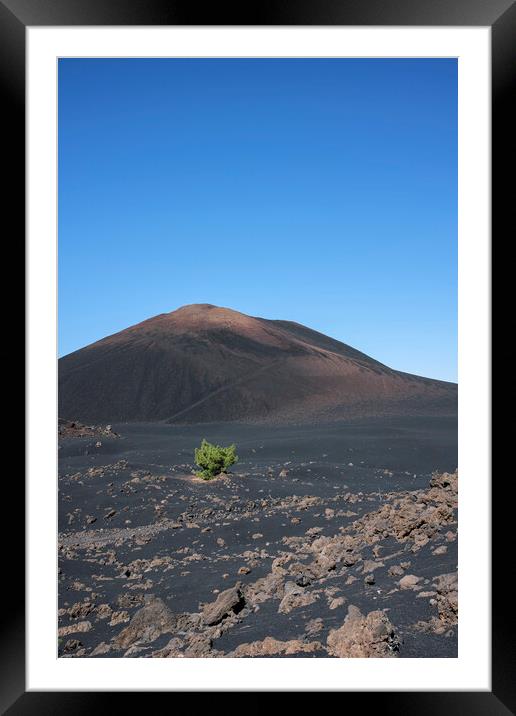 Lone pine in volcanic landscape Tenerife Framed Mounted Print by Phil Crean