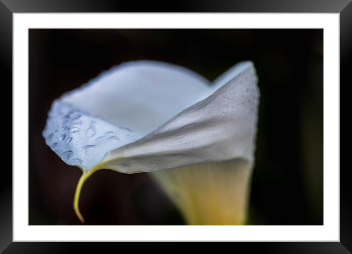 Cala lily Framed Mounted Print by Phil Crean