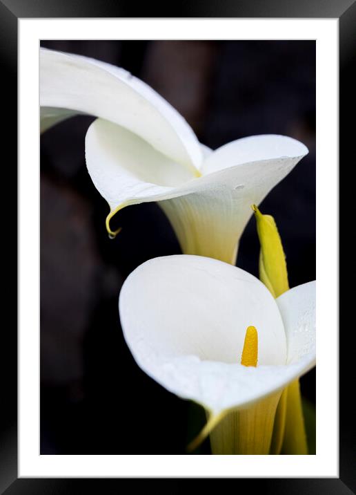White lilies Framed Mounted Print by Phil Crean