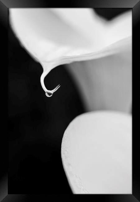 White lilies and raindrop Framed Print by Phil Crean