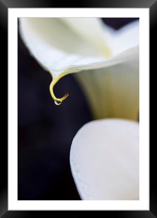 White lilies and rain drop Framed Mounted Print by Phil Crean