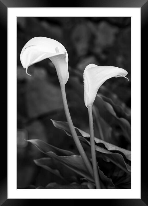 Cala lillies in black and white Framed Mounted Print by Phil Crean
