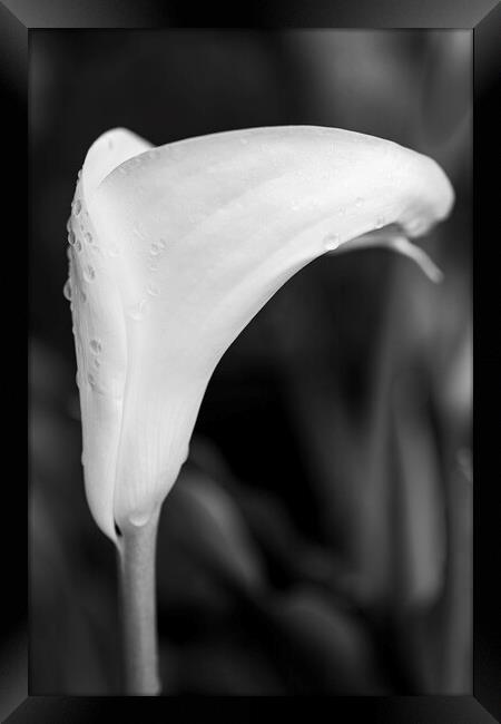 White lily and raindrops Framed Print by Phil Crean