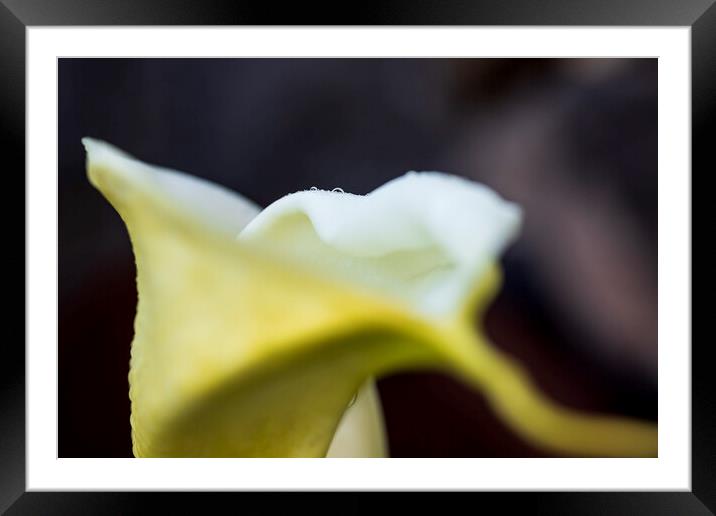 White lily abstract Framed Mounted Print by Phil Crean