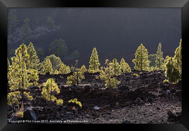 Back lit Canarian pines in black lava Tenerife Framed Print by Phil Crean