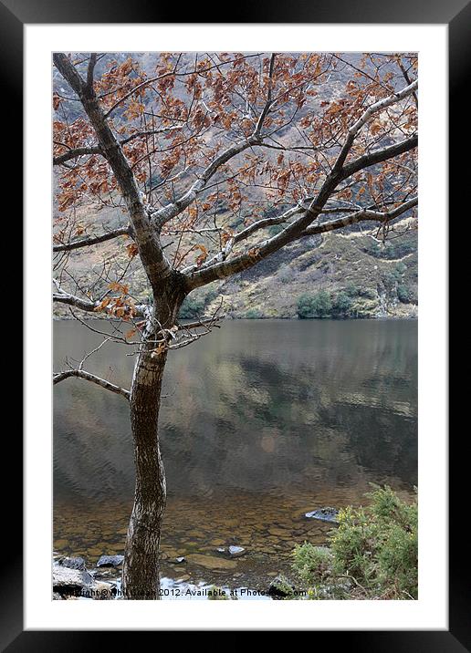 Tree and lake, Glendalough Ireland Framed Mounted Print by Phil Crean