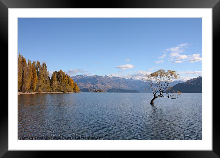 Tree Lake Wanaka New Zealand Framed Mounted Print by Phil Crean