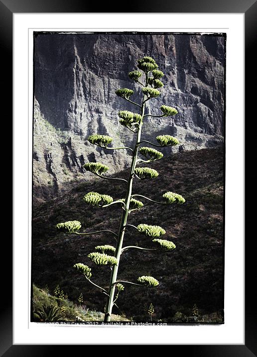 Agave flower Framed Mounted Print by Phil Crean