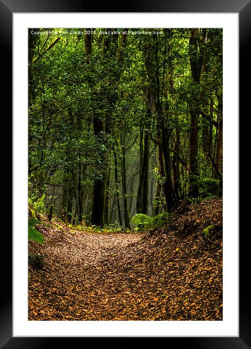  Woodland path. Framed Mounted Print by Phil Crean