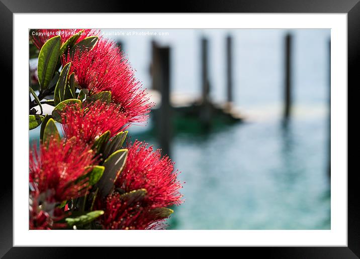  Pohutukawa flowers, New Zealand Framed Mounted Print by Phil Crean