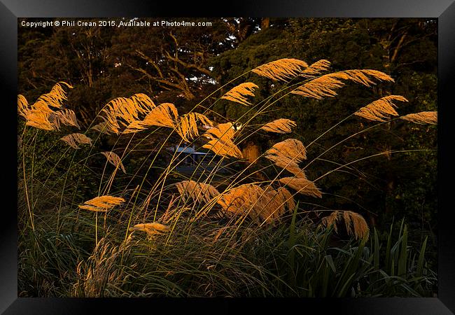  Austroderia grasses glowing in the last rays of t Framed Print by Phil Crean