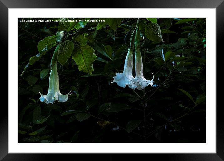 Glowing bell flowers in a garden in New Zealand Framed Mounted Print by Phil Crean
