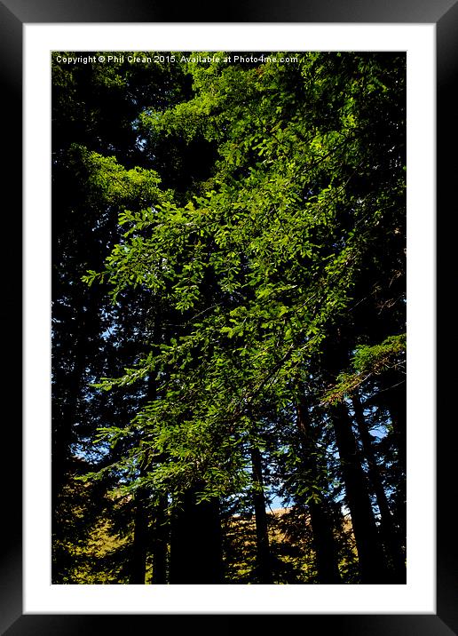  Giant redwood trees foliage, New Zealand Framed Mounted Print by Phil Crean
